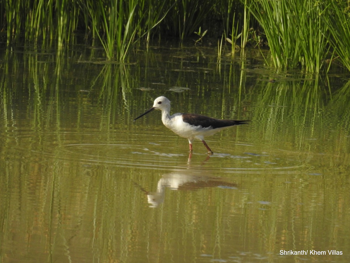 Black-winged Stilt - ML60777811