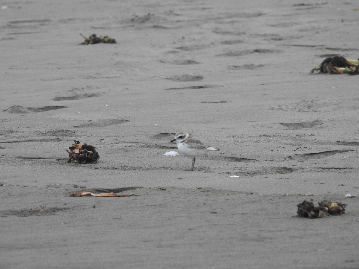 Snowy Plover - David  Samata Flores