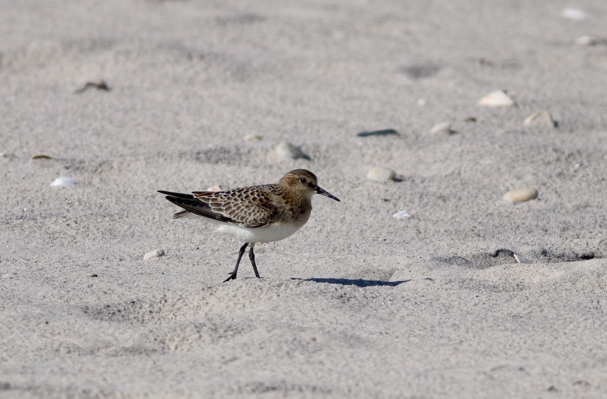 Baird's Sandpiper - ML607779831