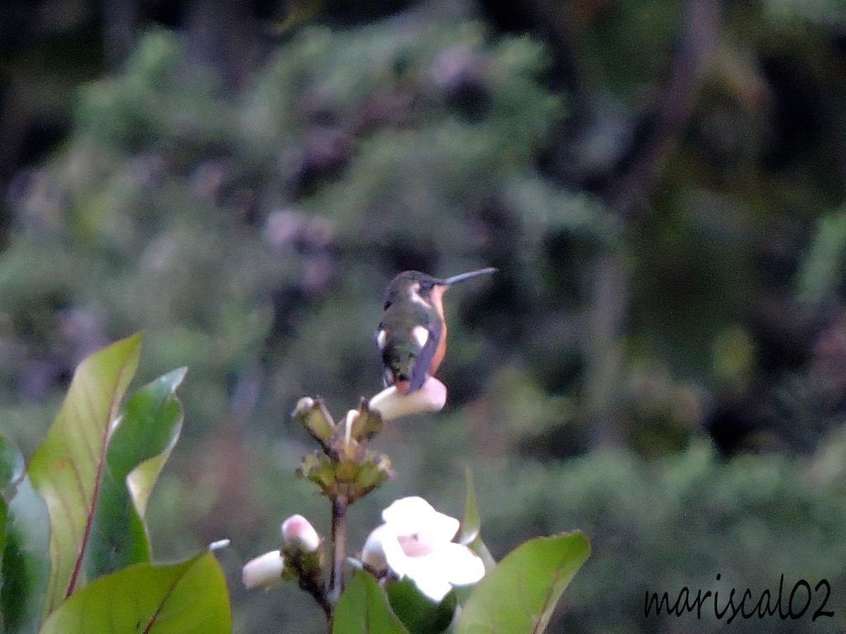 White-bellied Woodstar - ML607779841