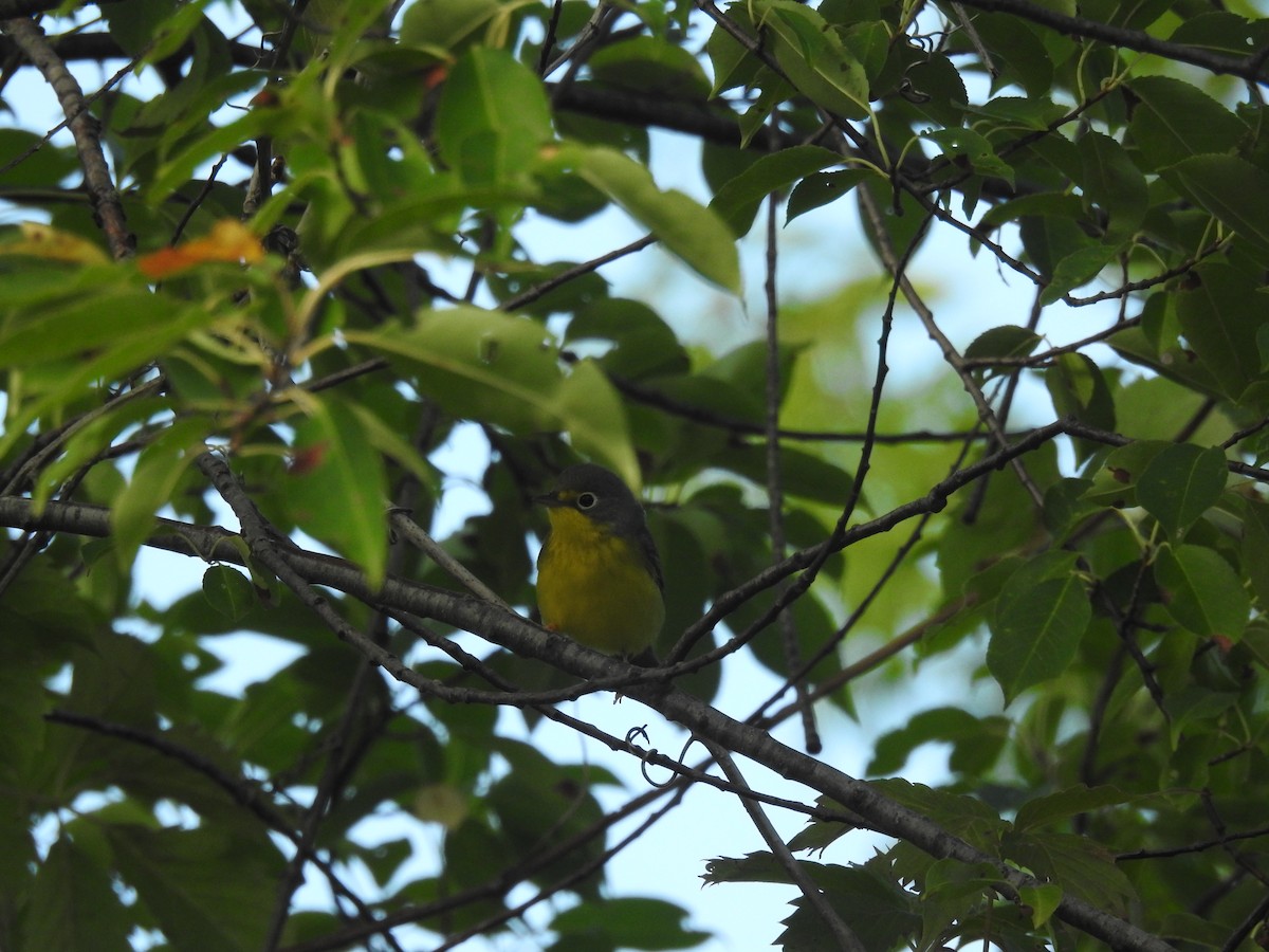 Canada Warbler - ML607780381