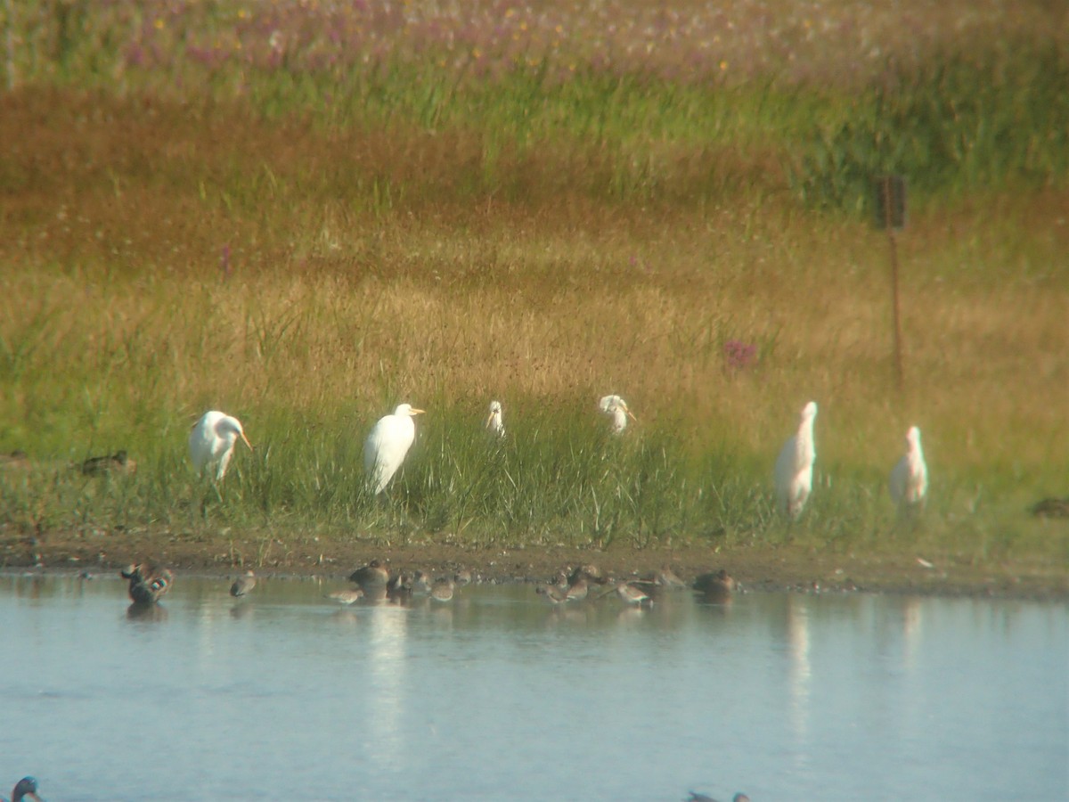 Great Egret - ML607780551