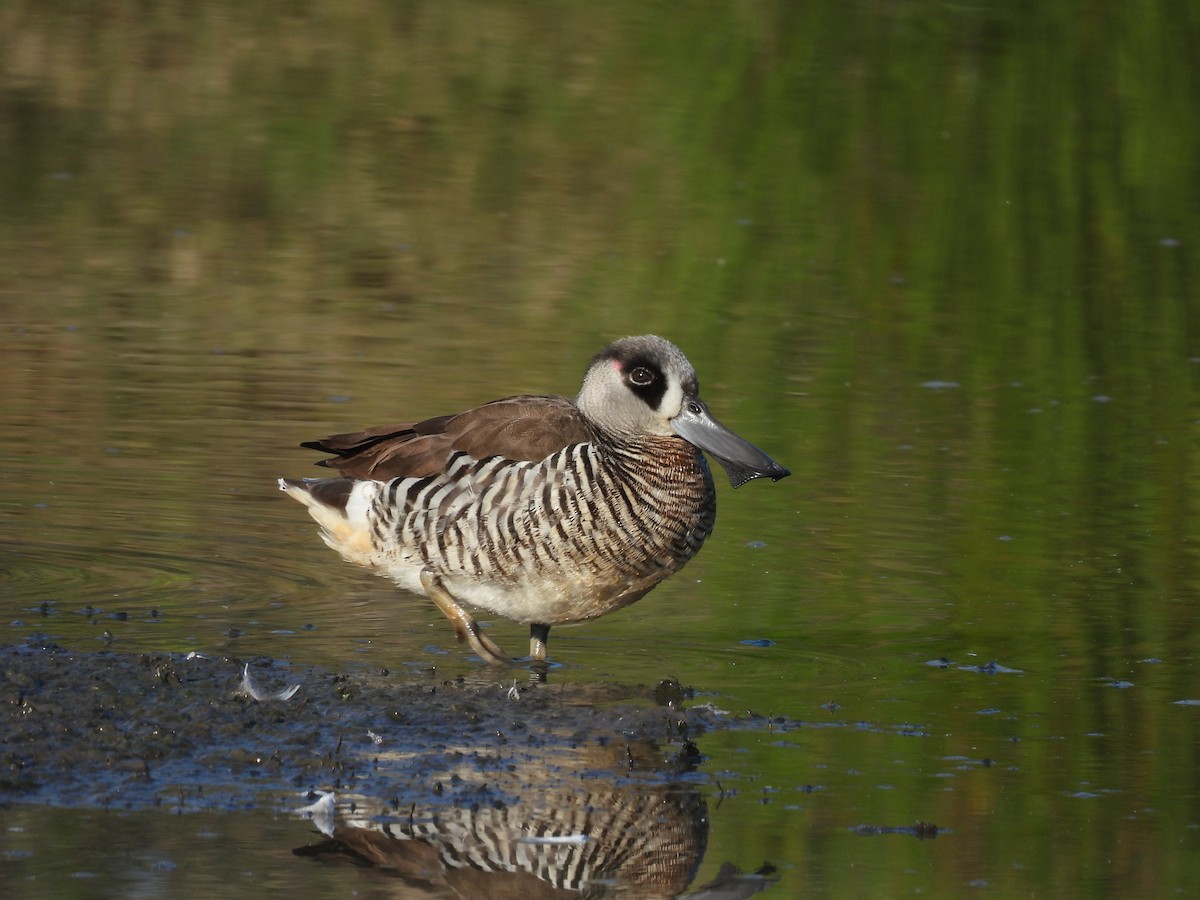 Pink-eared Duck - ML607780601