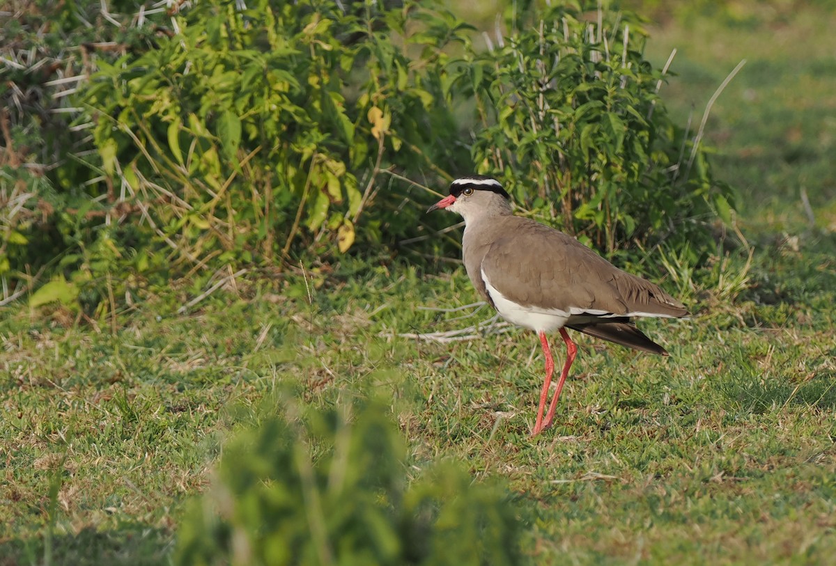 Crowned Lapwing - ML607780651