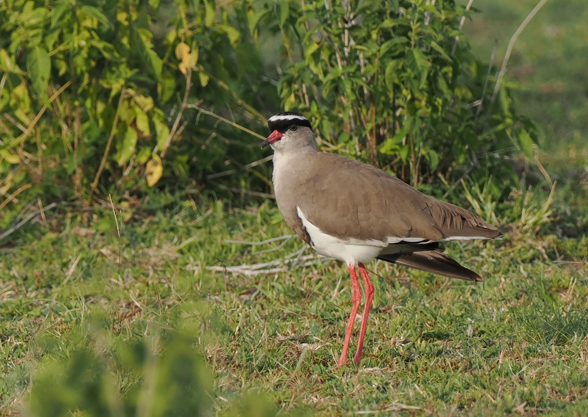 Crowned Lapwing - ML607780661