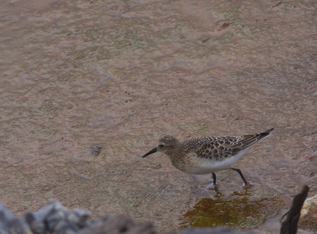 Baird's Sandpiper - ML607780821