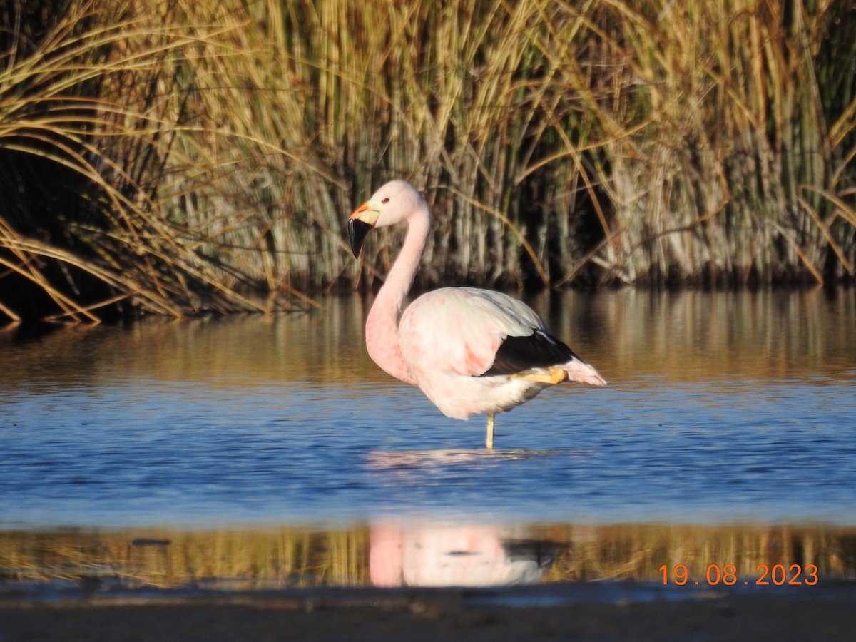 Andean Flamingo - ML607781181