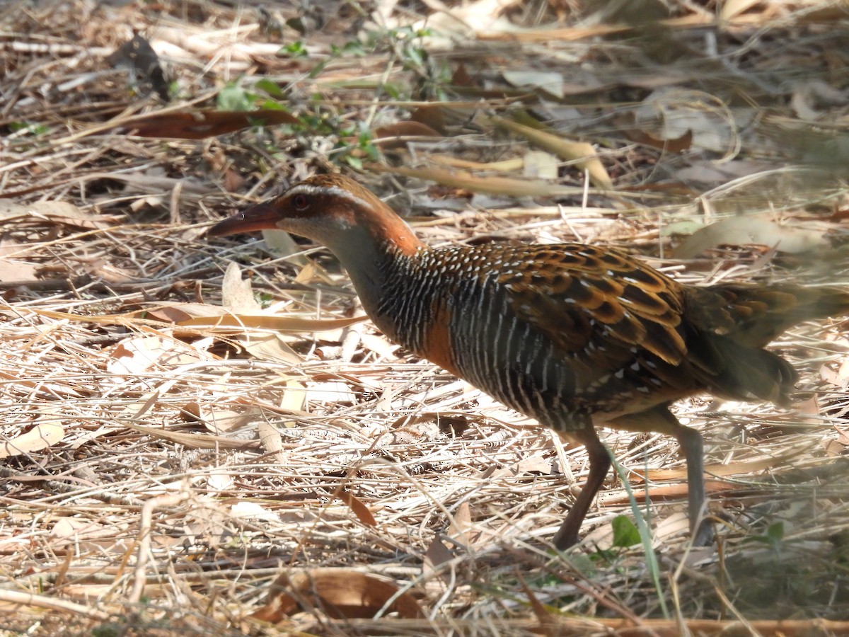 Buff-banded Rail - ML607781301