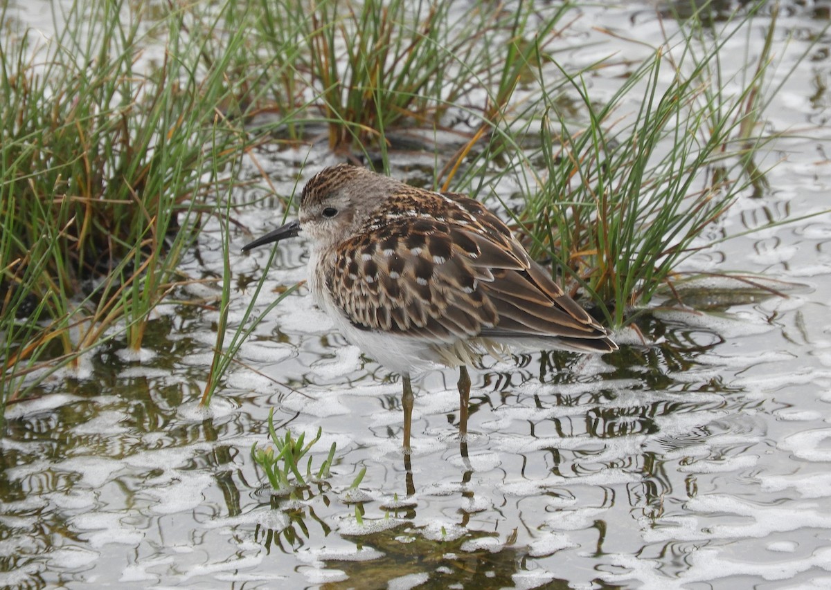 Least Sandpiper - Laura Markley