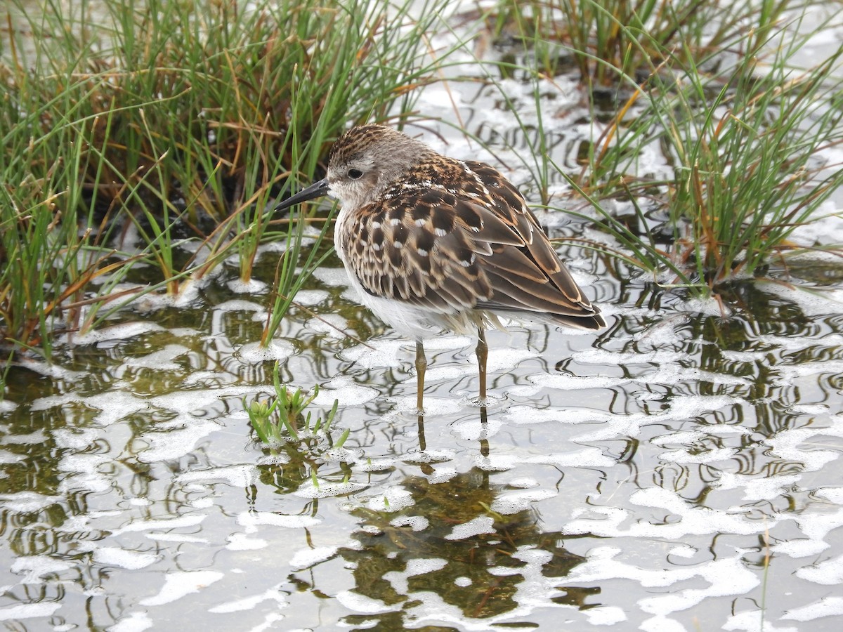 Least Sandpiper - Laura Markley