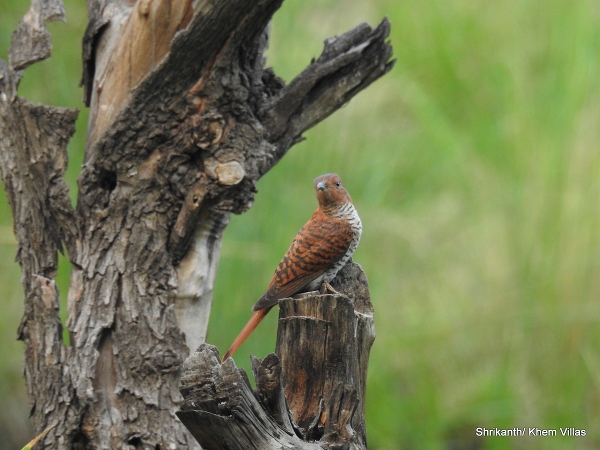 Gray-bellied Cuckoo - ML60778241