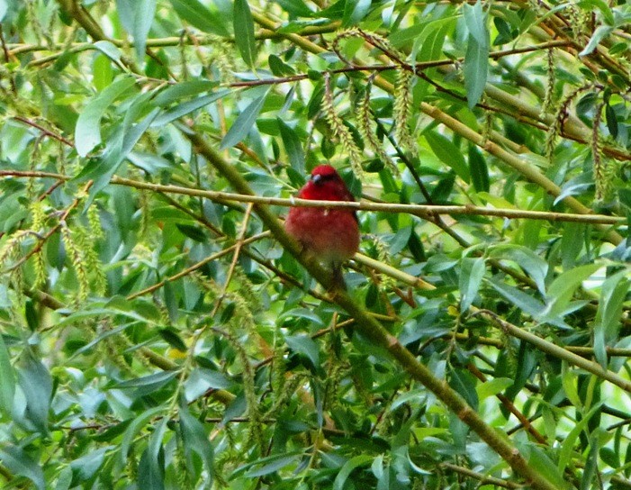 Common Rosefinch - forest venkat