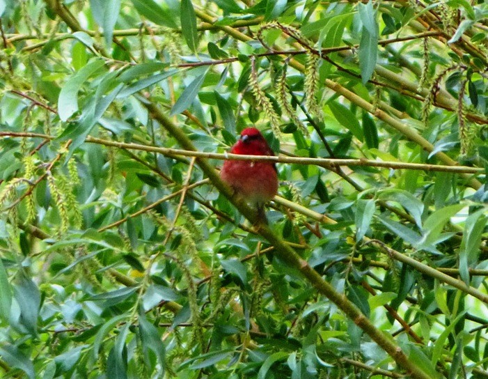 Common Rosefinch - ML60778291