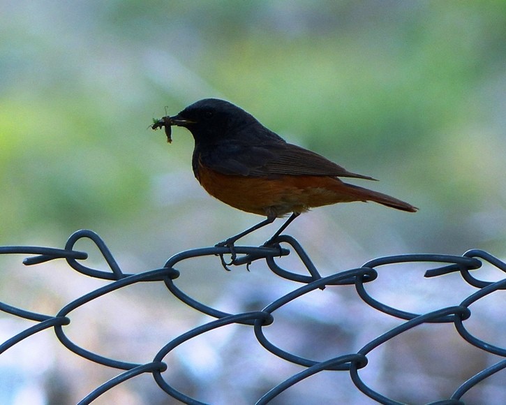 Black Redstart - forest venkat