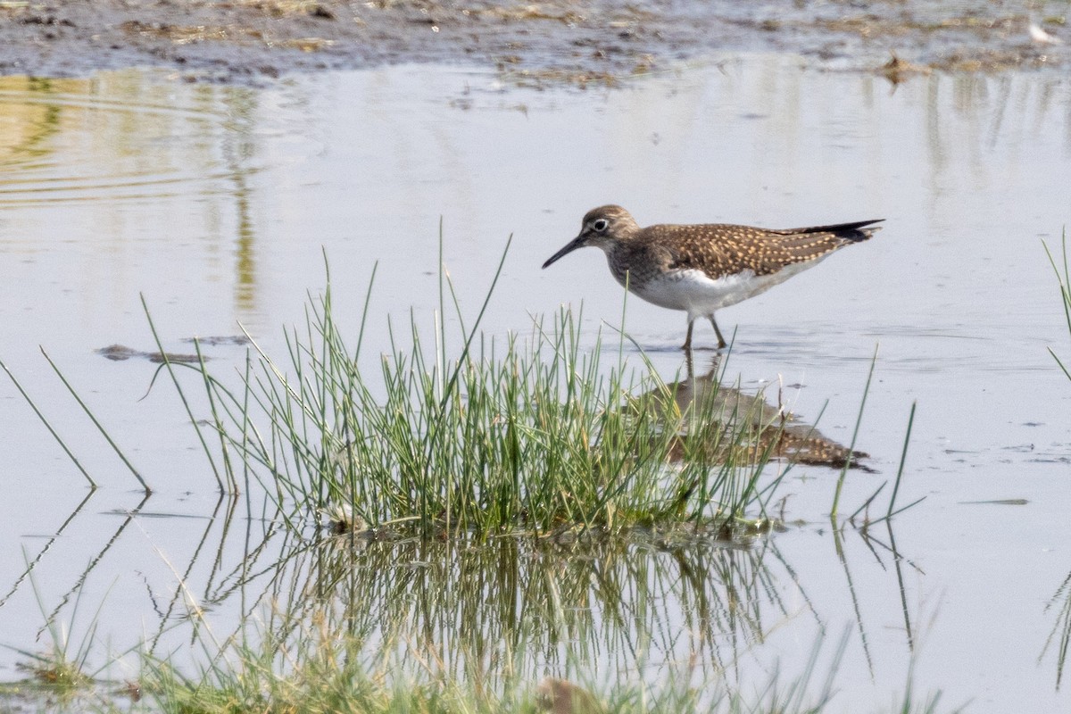 Solitary Sandpiper - ML607783651