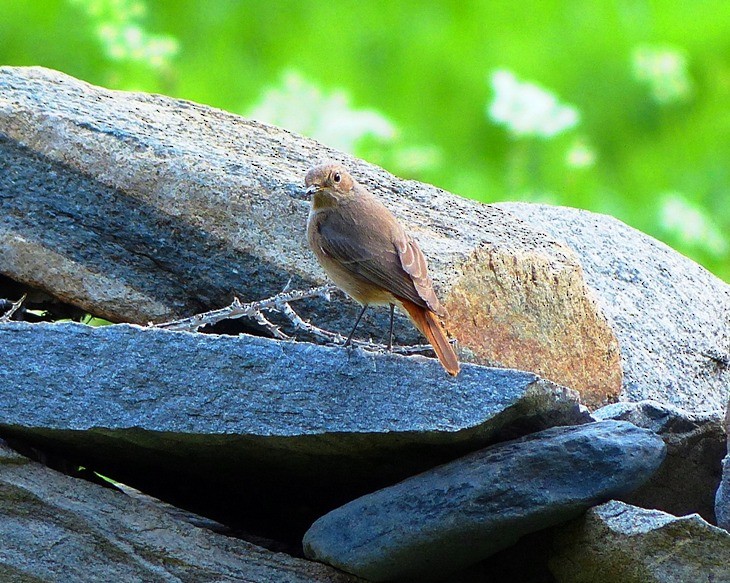 Black Redstart - forest venkat