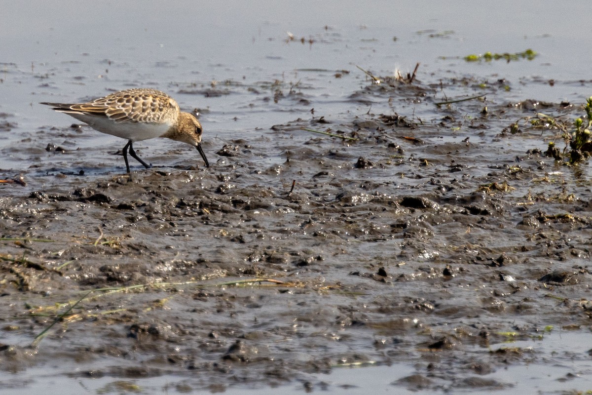 Baird's Sandpiper - ML607783861