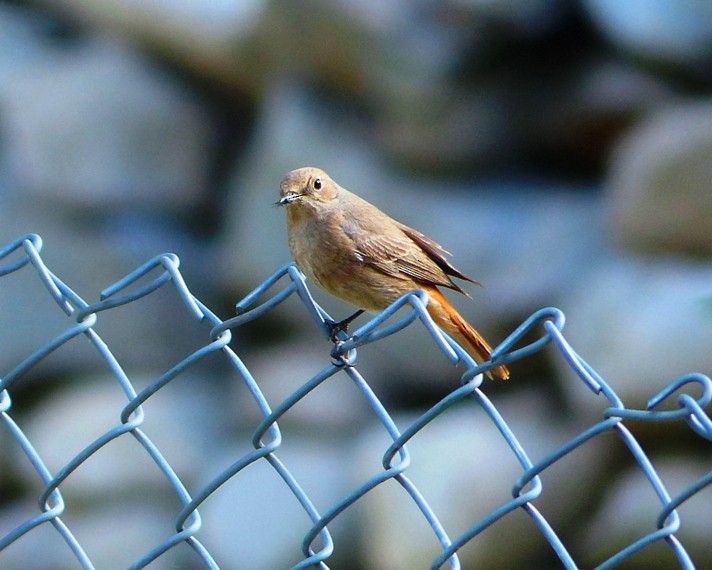 Black Redstart - forest venkat