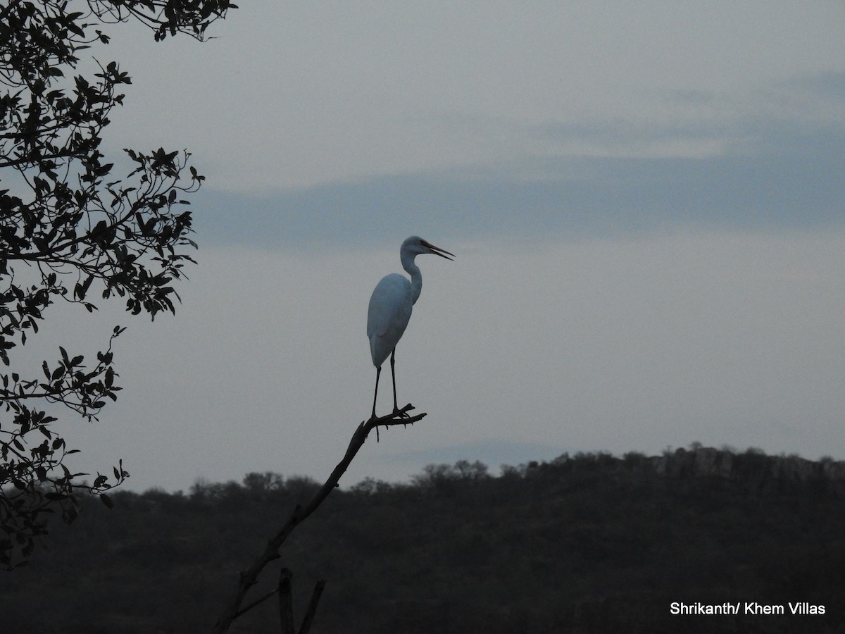 Great Egret - ML60778421