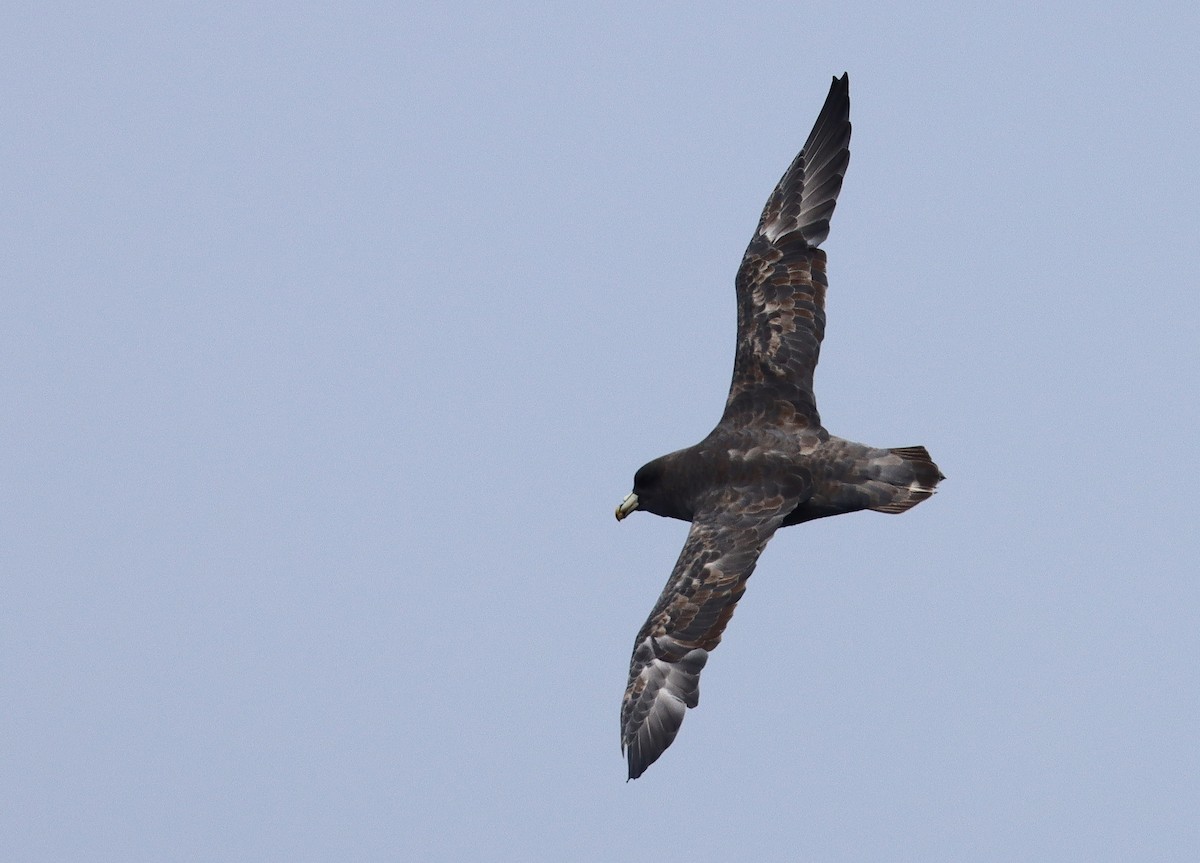 Northern Fulmar - Steve Tucker