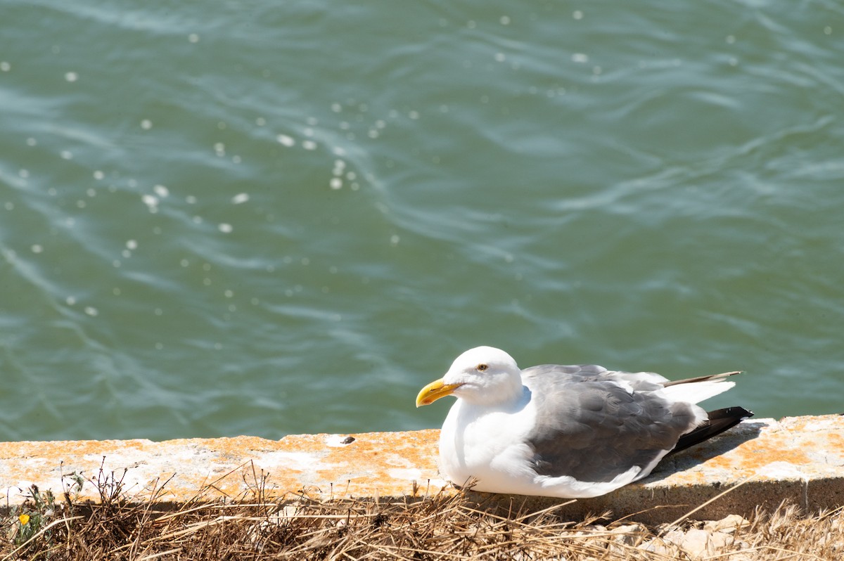 Western Gull - ML607786441