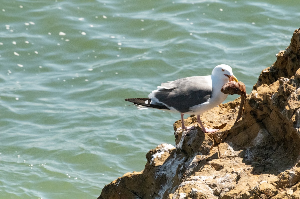 Gaviota Occidental - ML607786451