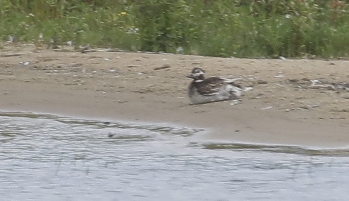 Long-tailed Duck - ML607787281