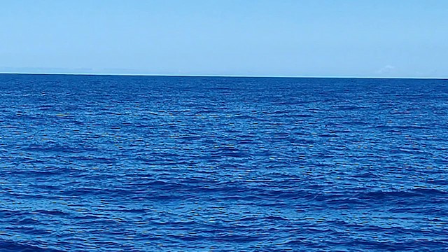 Bulwer's Petrel - ML607787621