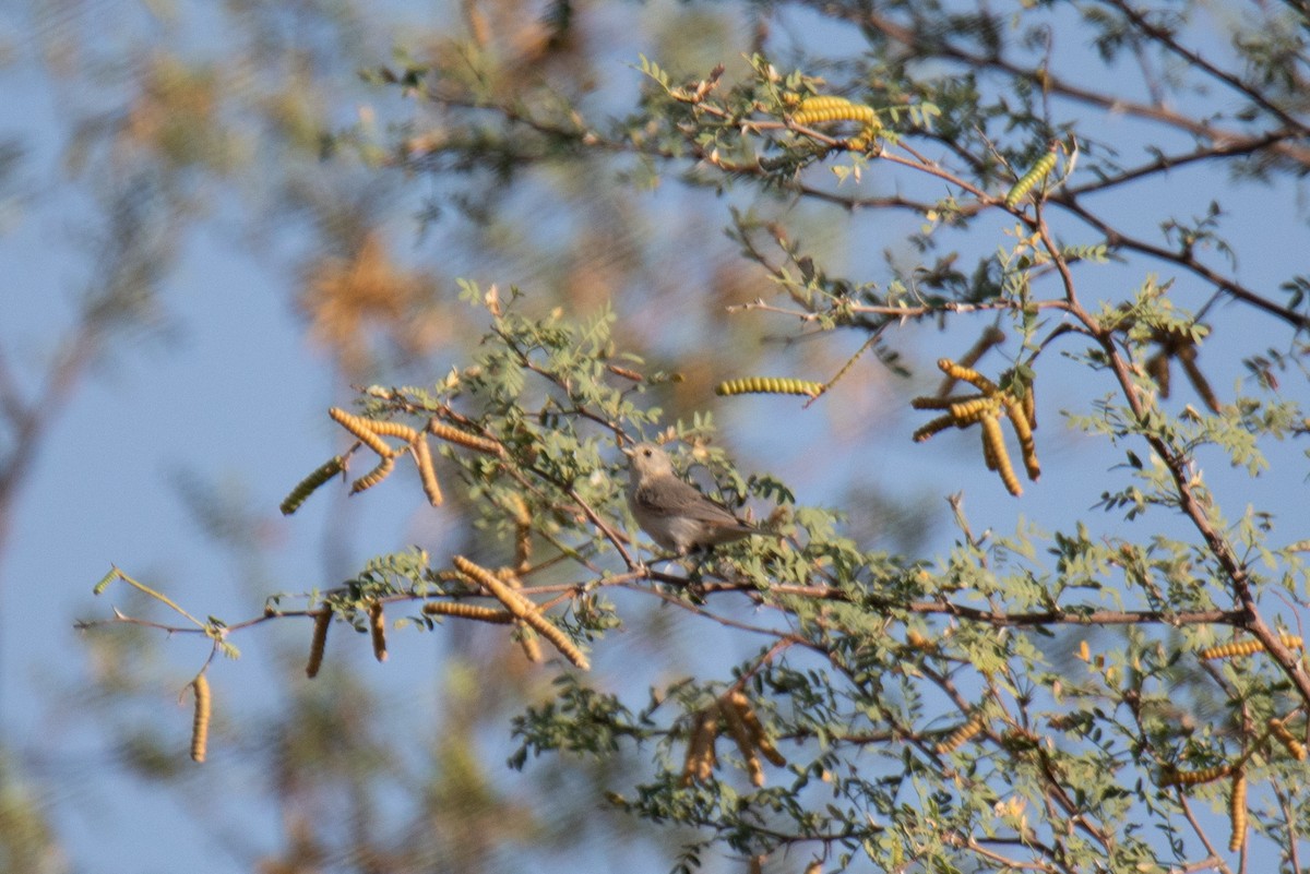 Lucy's Warbler - ML607788911