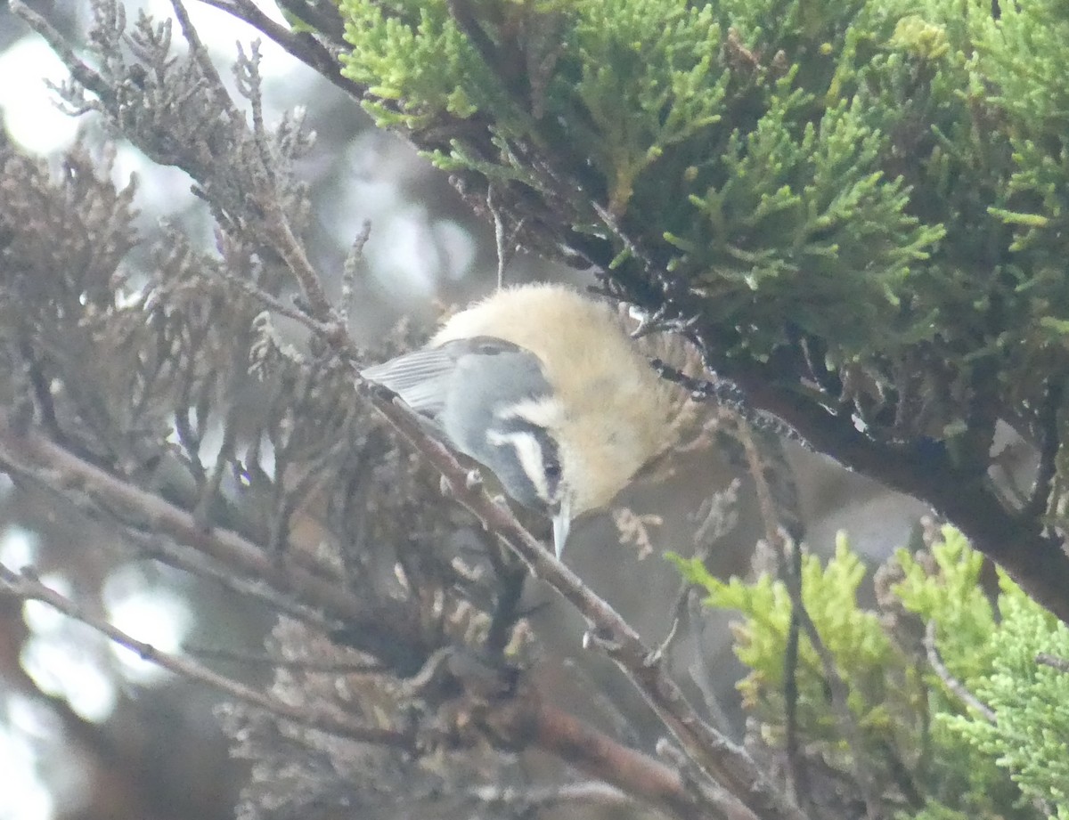 Red-breasted Nuthatch - ML607789451