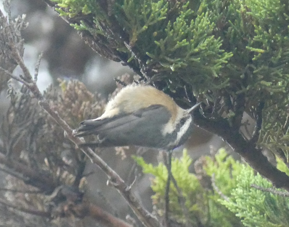 Red-breasted Nuthatch - ML607789461