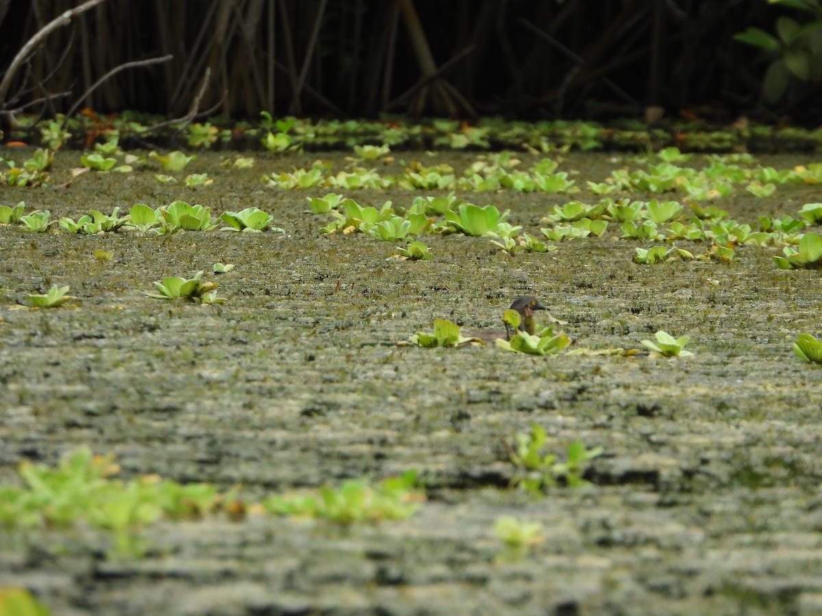 Least Grebe - ML607789661