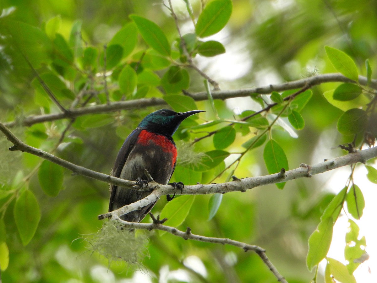 Neergaard's Sunbird - ML607791171