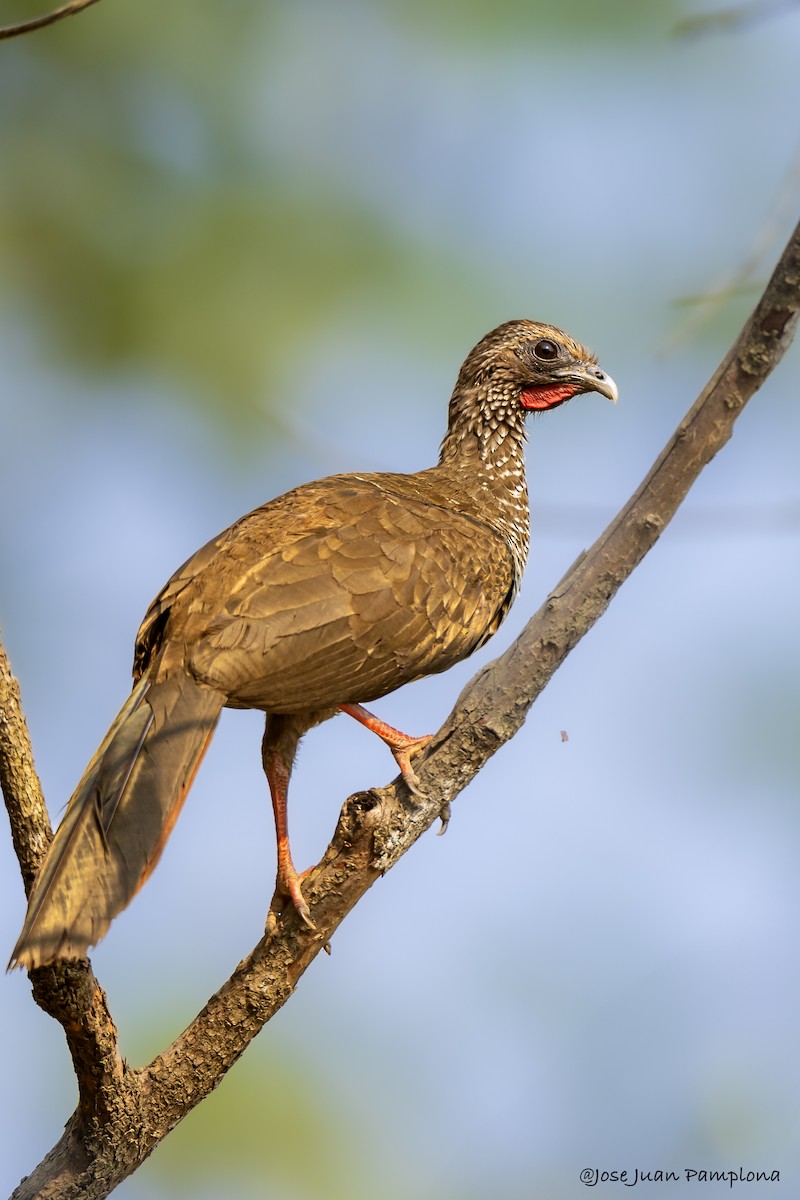 Speckled Chachalaca - Jose Juan Pamplona