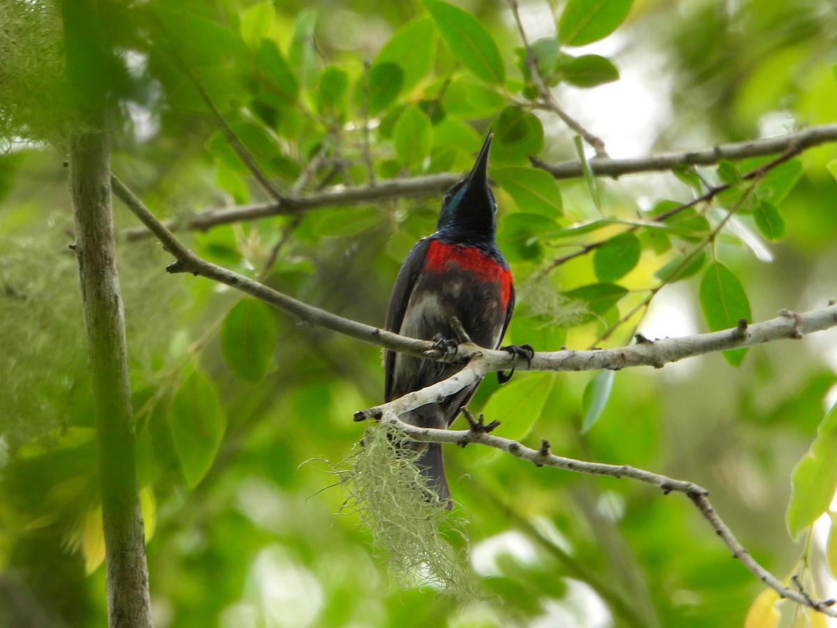 Neergaard's Sunbird - ML607791911