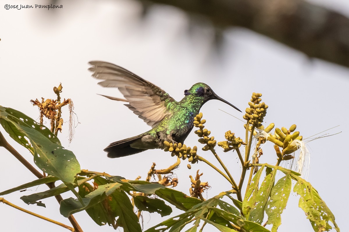 Sparkling Violetear - Jose Juan Pamplona