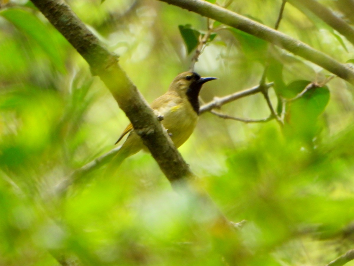 Plain-backed Sunbird - ML607792421