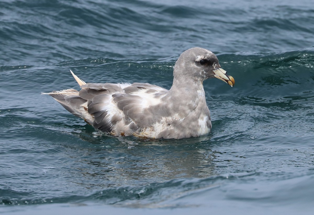 Northern Fulmar (Pacific) - Steve Tucker