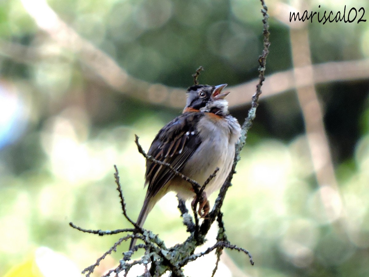 Rufous-collared Sparrow - ML607792521