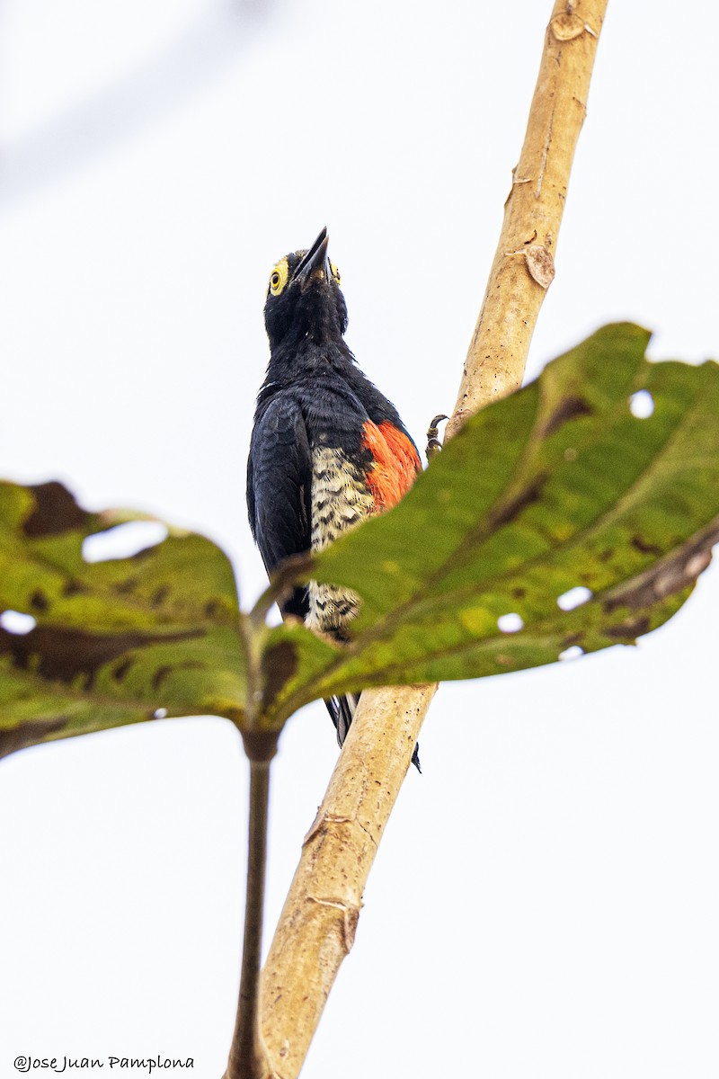 Yellow-tufted Woodpecker - ML607792531