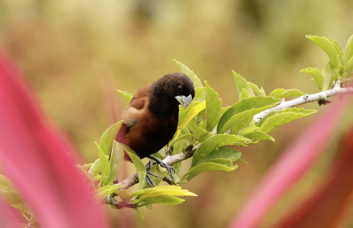 Chestnut Munia - ML607792701