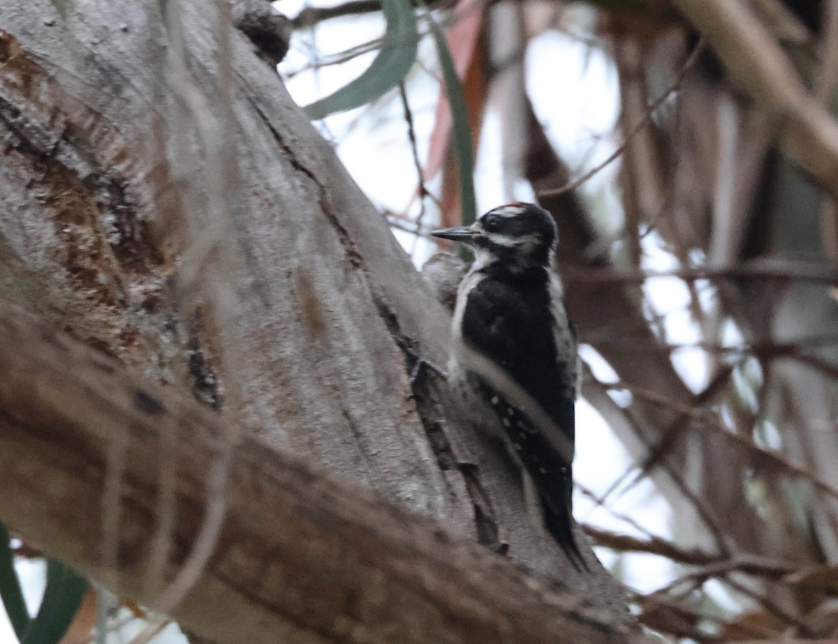 Hairy Woodpecker - ML607793721