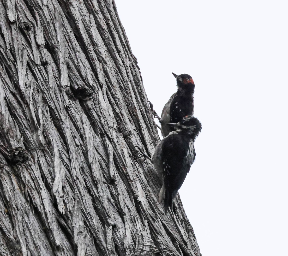 Hairy Woodpecker - ML607793731