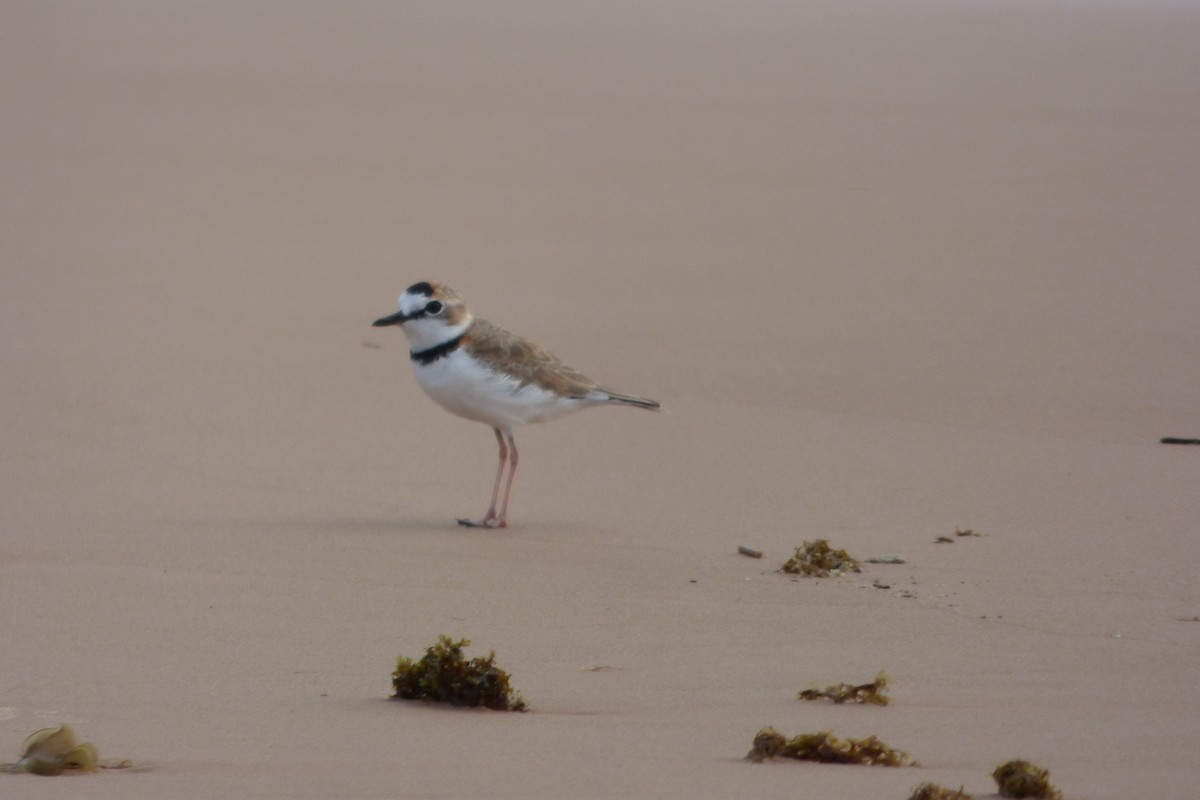 Collared Plover - ML607793761