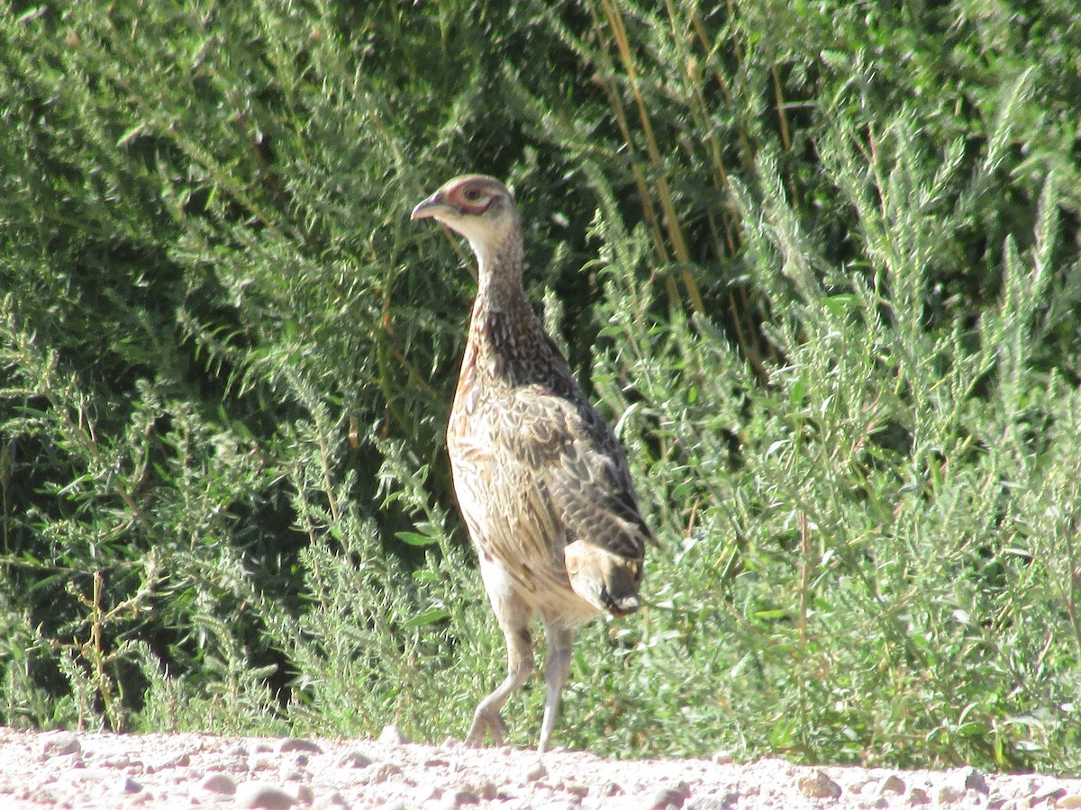 Ring-necked Pheasant - ML607793921