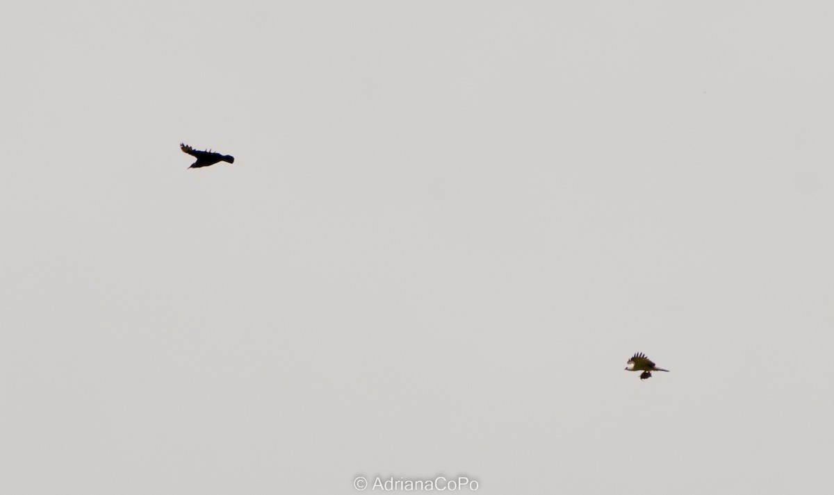 Águila Blanquinegra - ML607794611