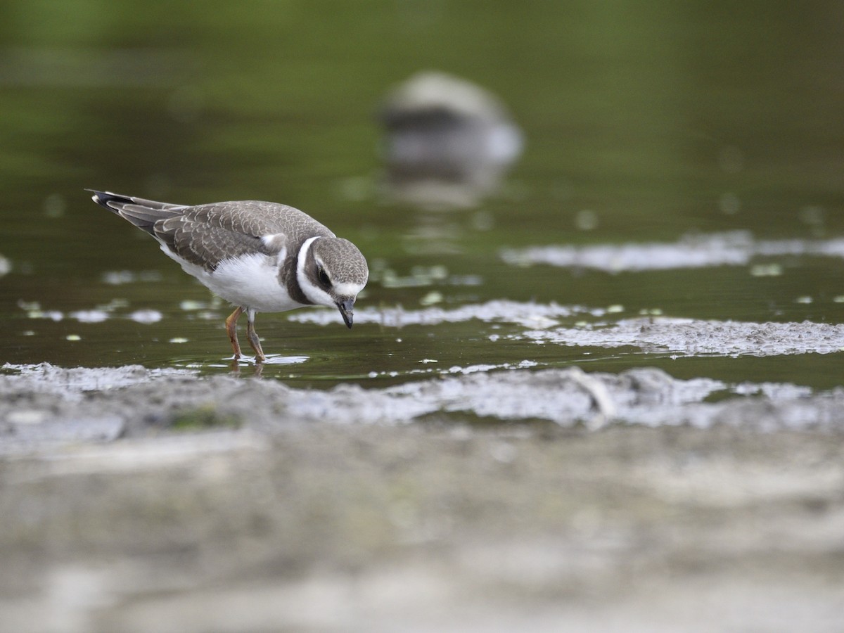 Semipalmated Plover - ML607794881