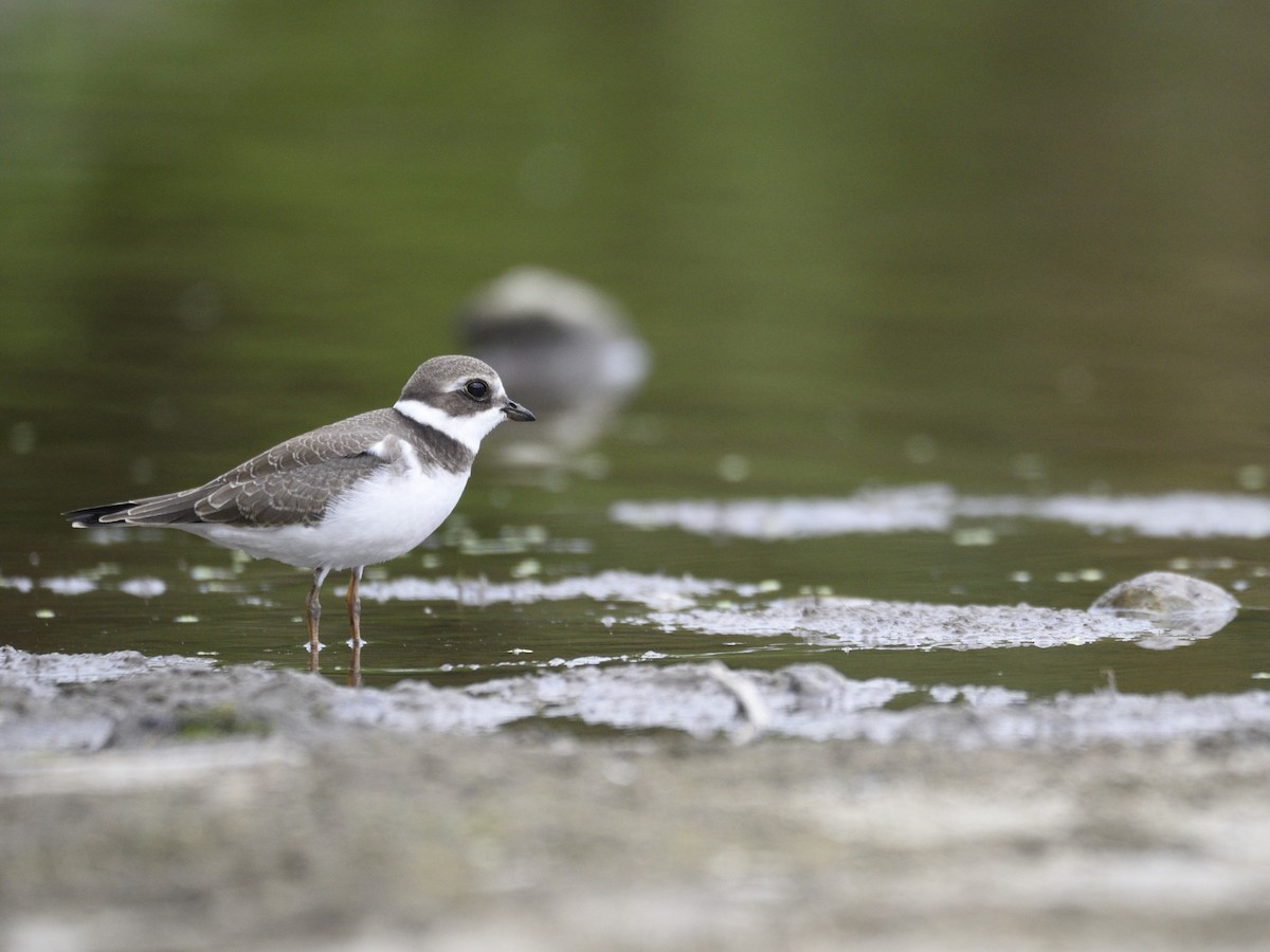 Semipalmated Plover - ML607794921