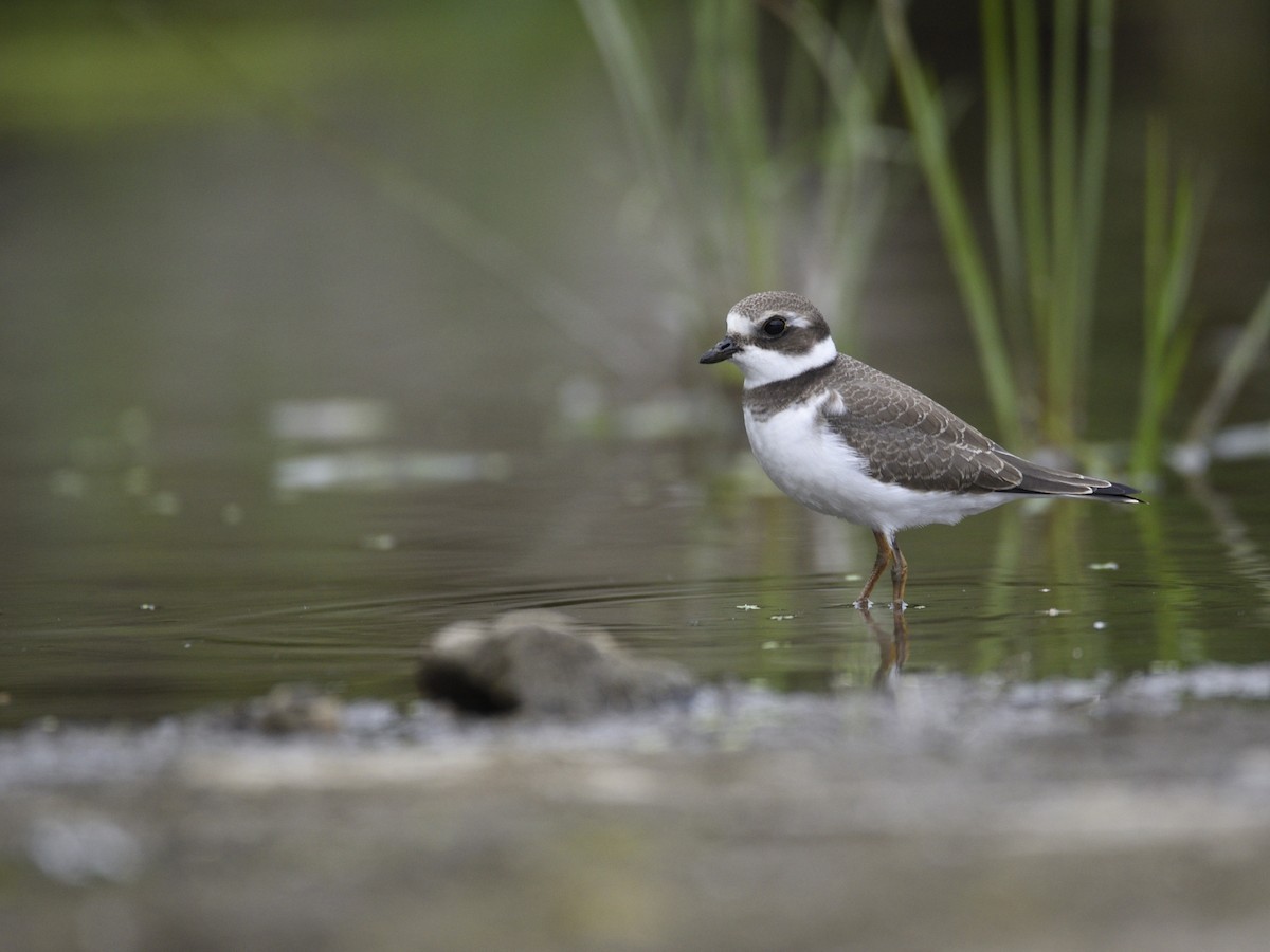 Semipalmated Plover - ML607795081