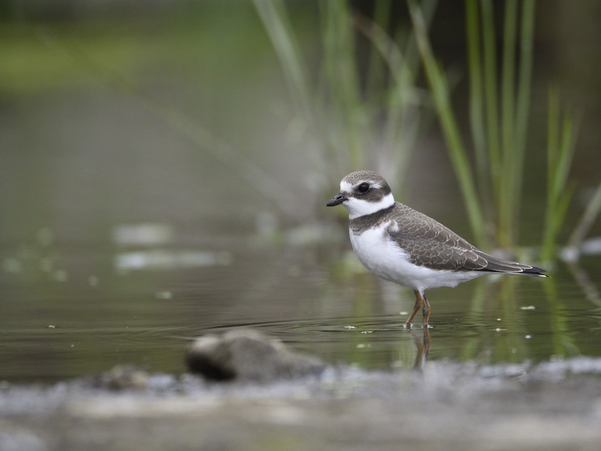 Semipalmated Plover - ML607795111